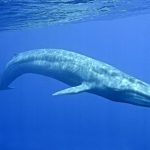 blue-whale-facts-02