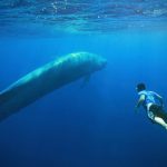 blue-whale-facts-03