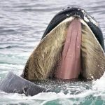 blue-whale-facts-04