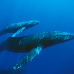 blue-whale-facts-08