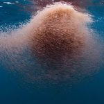 blue-whale-facts-10