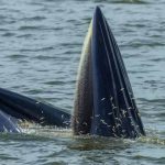 blue-whale-facts-11