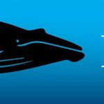 blue-whale-facts-12