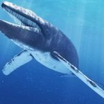 blue-whale-facts-13