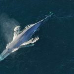 blue-whale-facts-14