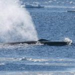 blue-whale-facts-15