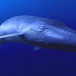 la-ballena-azul2