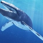 much-blue-whale-s-tongue-weigh_2650dac5b69f4400